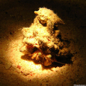 hermit crab close encounter with a hermit crab during a night dive in ...