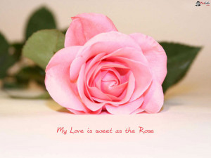Pink Flower Wallpaper Of Love Quote