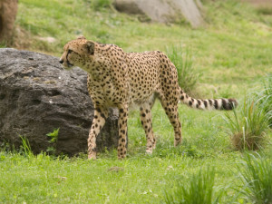 Small Cheetah Pictures