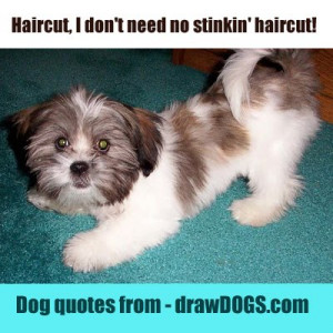 Cute dog photography and witty quotes from man’s best friend. Pass ...