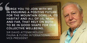 Help us save the mountain gorilla