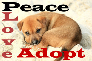 Inspirational Rescue Dog Quotes