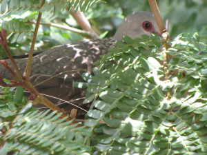 Bird Lay Egg Nest Hatch And