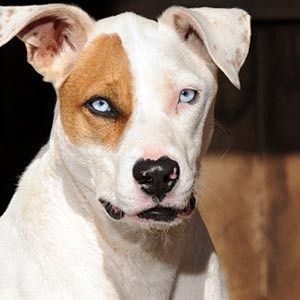 Collar Debate Passion for Pitbulls #dog_collar #pitbulls #designer_dog ...