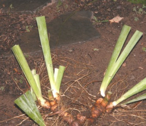 view original image )