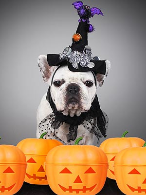 The Water Bowl: Will You Dress Up Your Dog This Halloween?
