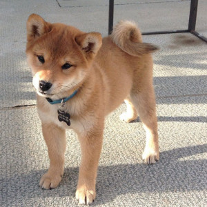 There is nothing on this earth better than a Shiba Inu puppy.
