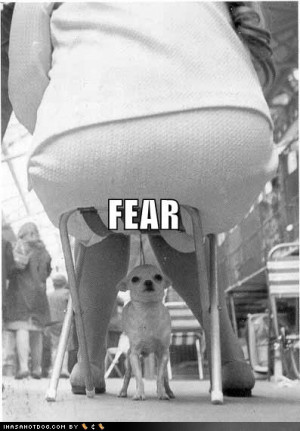 Funny Chihuahuas A chihuahua's worst fear
