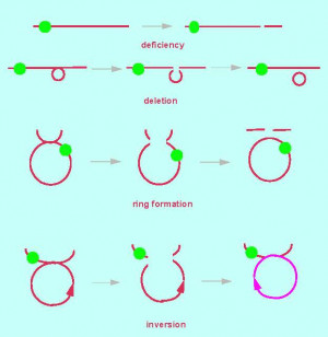 in chromosome structure deletion duplication inversion translocation