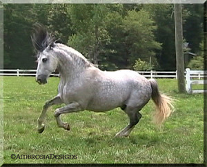 Horses For Sale Andalusian