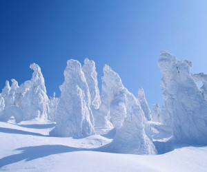 Funny photos funny frozen trees Sweden