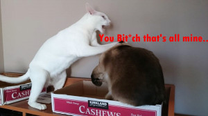 Funny Pet Cats Captions on Instagram!