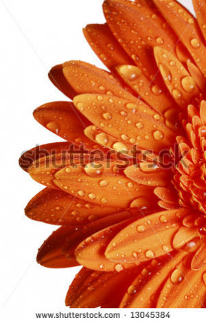 of an orange gerber daisy