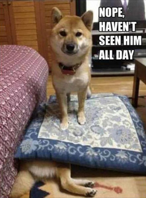 funny animal pictures with captions