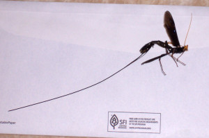 Long Black Flying Bug With Stinger