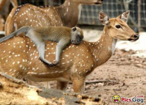 Monkey Sleeping Like A Boss