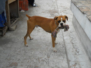 fotos venta cachorros boxer source http quoteko com bulldog frances ...