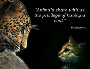 Animals... - Thoughtfull quotes Picture