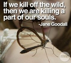 jane goodall quotes | Jane Goodall