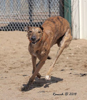 Tiger Striped Greyhound Greyhound pets of