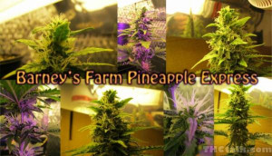 Funny Quotes Contact Dmca...