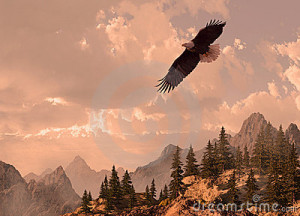 bald-eagle-soaring-high-country-15018649.jpg