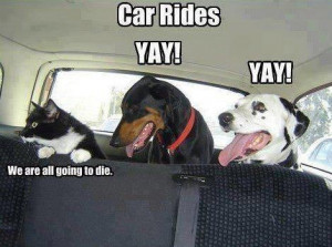 Car Rides: What dogs and cats are thinking.