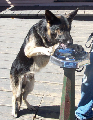 He routinely drank from water fountains like that when he was thirsty ...