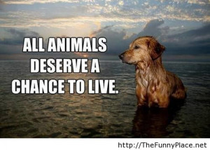 All Animals Deserve A Chance To Live