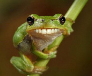 ... weird and tagged cute animals cute frog frog smiling funny animals