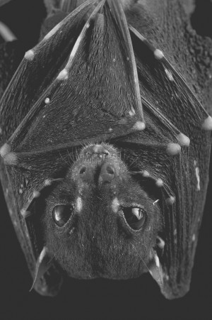 animals Bat eyes animal dark bats Wings close up