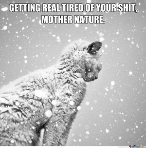 Funny Cat Snow Meme Pictures