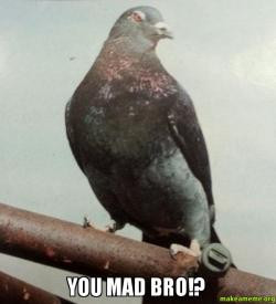 27 RINGS BRO!, YOU MAD BRO???