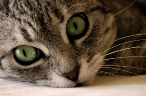 Caring for Your Cat's Eyes