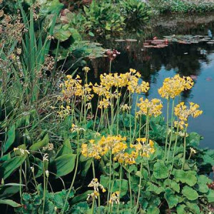 Black And White Kidney Bean