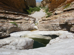 Desert Creekbed Lizard Rock