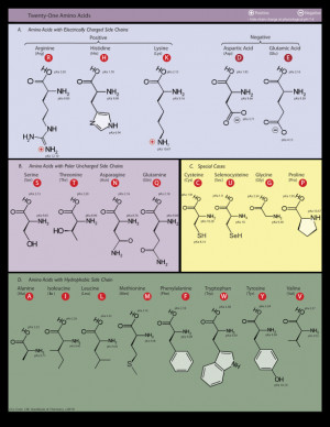 About 'Proteinogenic amino acid'