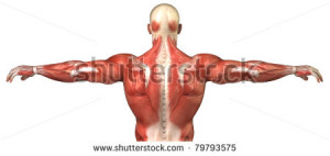 Male Back Anatomy Muscular...