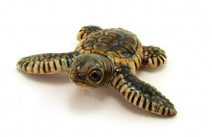 ... Turtle Shell, Art, Pottery, Turtles Hatch, Ceramics Turtles, Animal