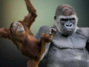 ... puff out their chests and extend their limbs to make themselves big