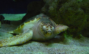 Sea Turtle Finding Nemo Quotes Despite finding nemo's