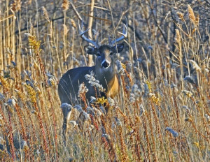 Mammalian adaptations to the stresses of winter generallytake on three ...