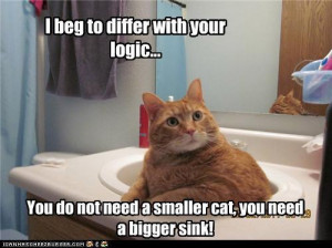 Fat cat in a small sink