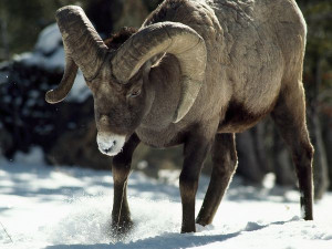 Male Rocky Mountain bighorn sheep meet in the fall to battle—using ...