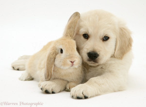 Golden Retriever pup with young Sandy Lop rabbit .