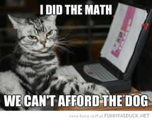cat lolcat animal laptop computer did math can't afford dog funny pics ...