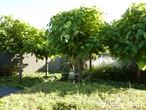 Catalpa Bignonioides Aurea Plantes Ext Rieures Shopping