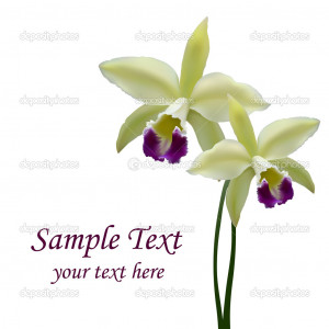 Vector Orchid Flower Stock...