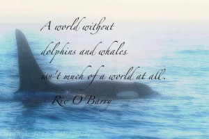 Orca Quote