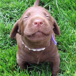 Picture of a smiling puppy.